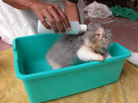 Perawatan Kucing Persia